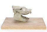 Fossil Oreodont (Leptauchenia) Skull Display - South Dakota #281486-7